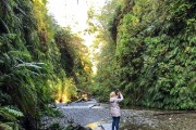 Fern Canyon